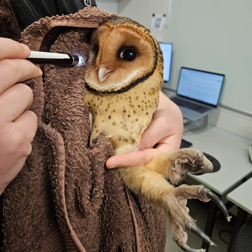 A masked owl being held in a brown towel with a torch being shone in its eye