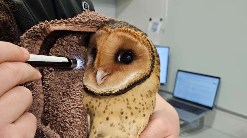A masked owl being held in a brown towel with a torch being shone in its eye