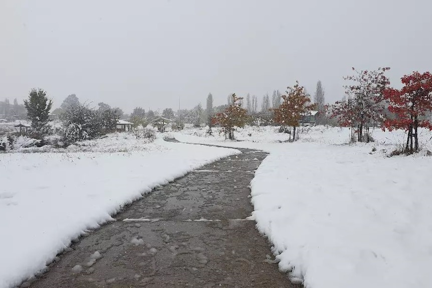 Ice on a path with trees