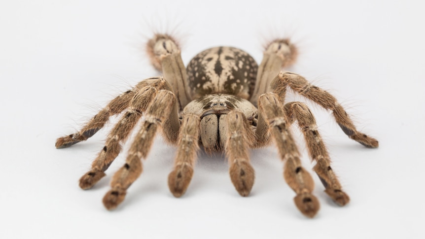 The Heteroscodra maculata, a West African tarantula.