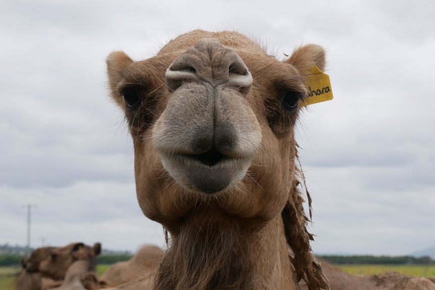 A close up picture of the front of a camels head 