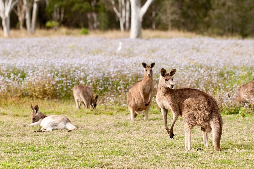 Kangaroos rest and forage in a paddock.