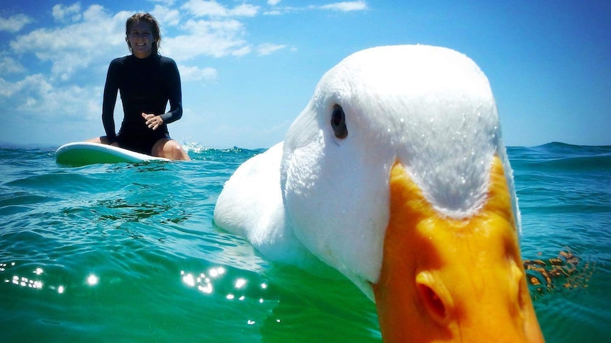 duck in ocean with woman on surfboard