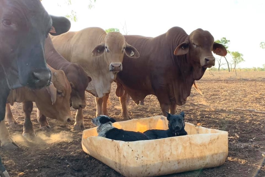 Two dogs sit in shallow trough staring at cows and bulls in dusty paddock.
