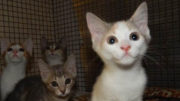 Curious kitten peers at the camera while more cautious cats look on