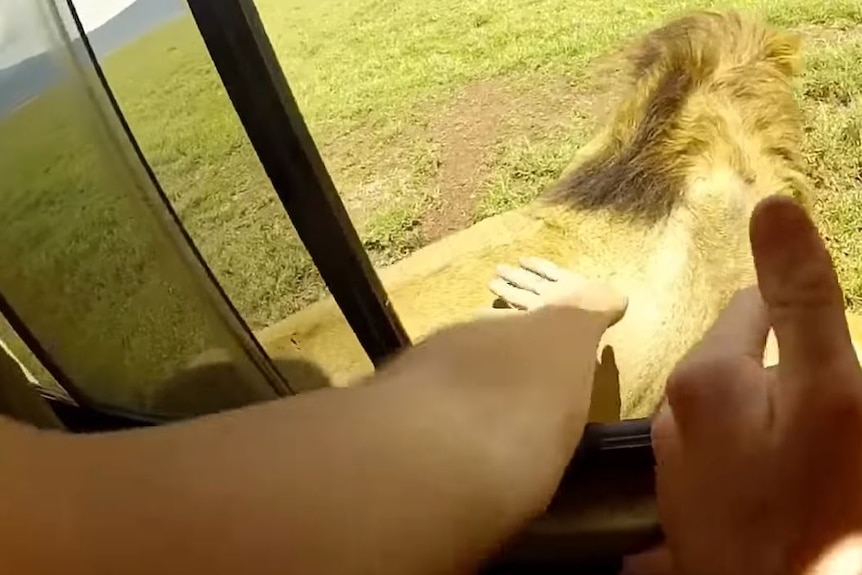 The moment a tourist pats the lion outside the vehicle.