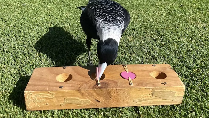 A magpie perched on a wooden block with holes cut out, digging into a hole