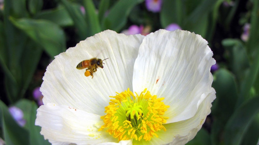 A bee takes advantage of the 2009 Floriade Festival in Canberra and hovers over the flowers on displ
