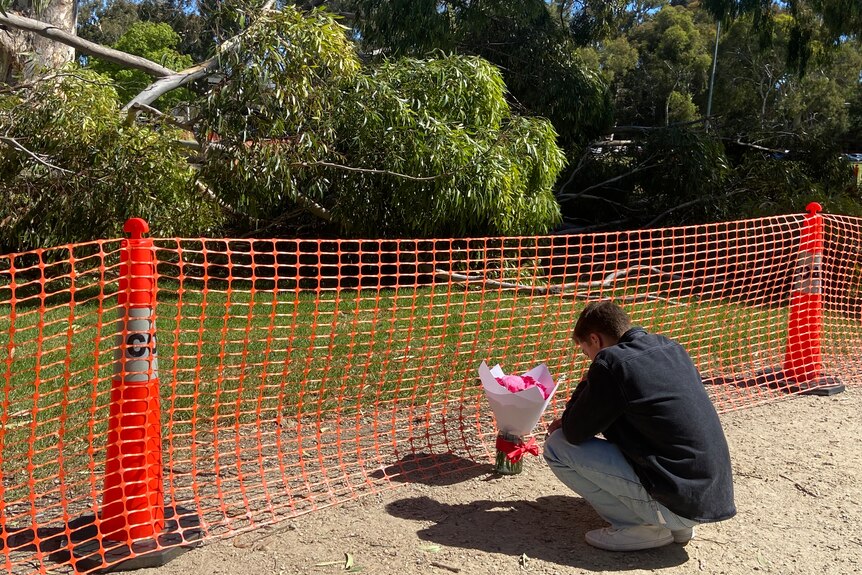 A man squats and laid a flower bouquet in front of a fallen gum tree sectioned off by safety bollards and netting