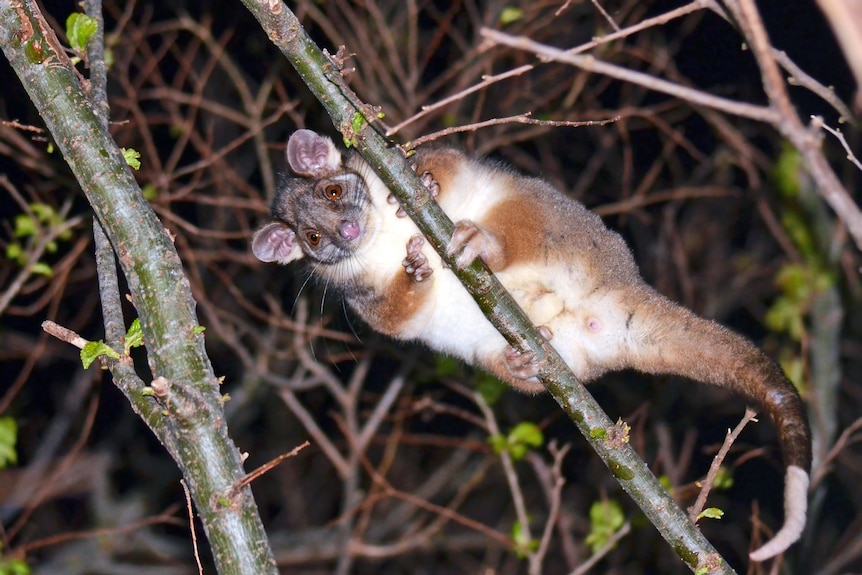 A small creature with large mouse-like ears, white and brown fur, and a long tail is holding onto a branch