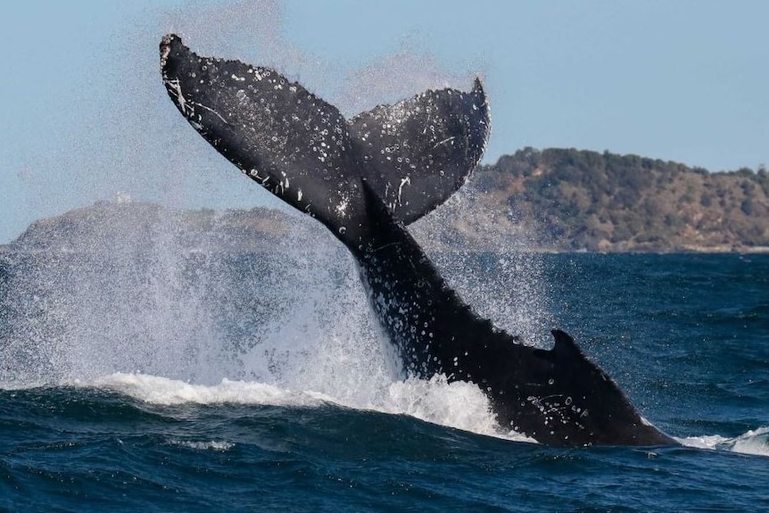 The tail of a humpback whale above the surface of the water as the whale takes a dive