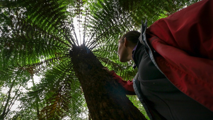 Woman looks up at rainforest canopy.