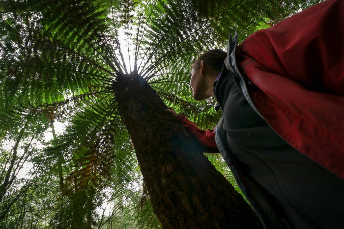 Woman looks up at rainforest canopy.