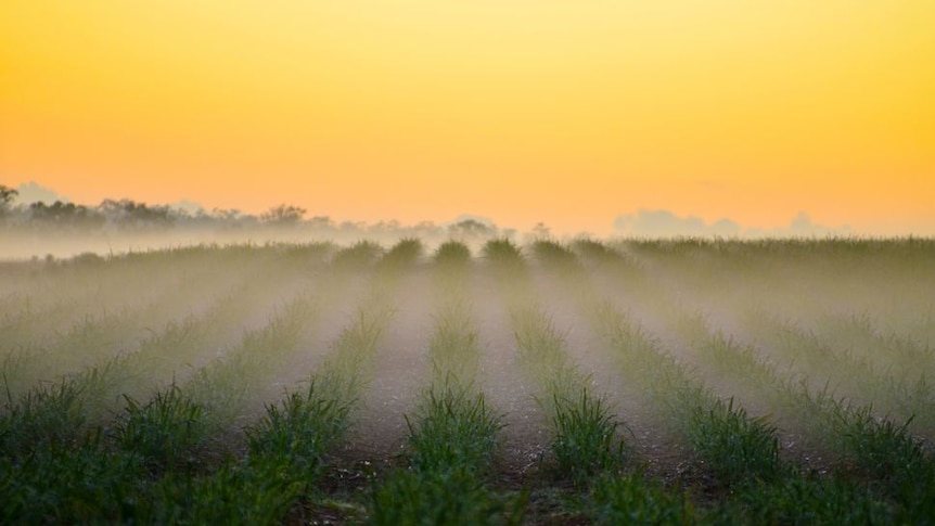 Mist over young cane crop rows at sunrise
