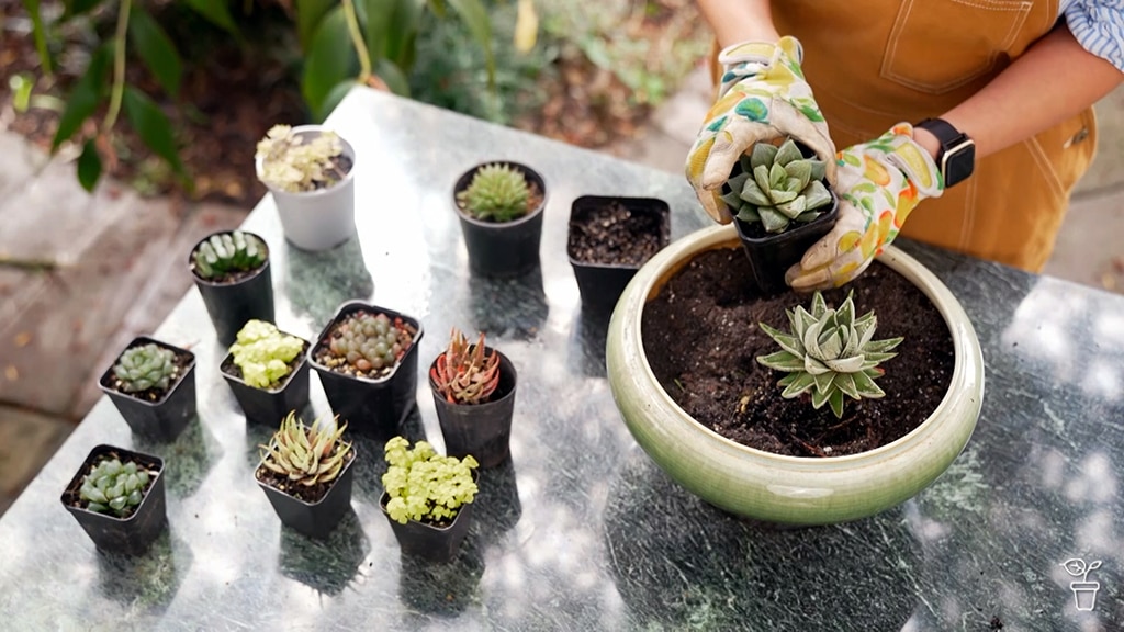 A selection of succulent plants in pots on an outdoor table. 