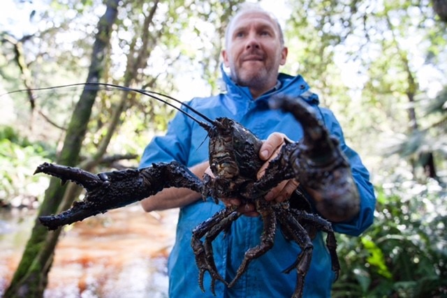 Man with Tasmanian giant freshwater crayfish.