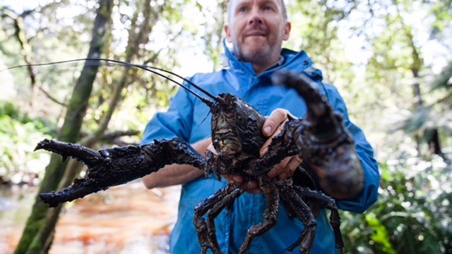 Tasmanian giant freshwater lobster: Clock ticking for 'iconic' animal, experts say - ABC News