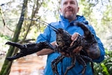Man with Tasmanian giant freshwater crayfish.