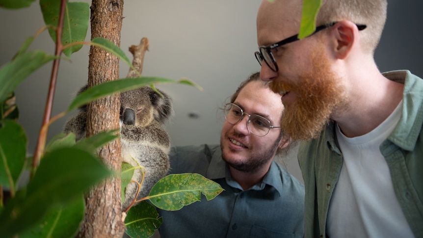 Ryan Witt (left) and Lachlan Howell with the koala 'Peter Lemon Tree’ at Port Stephens Koala Hospital