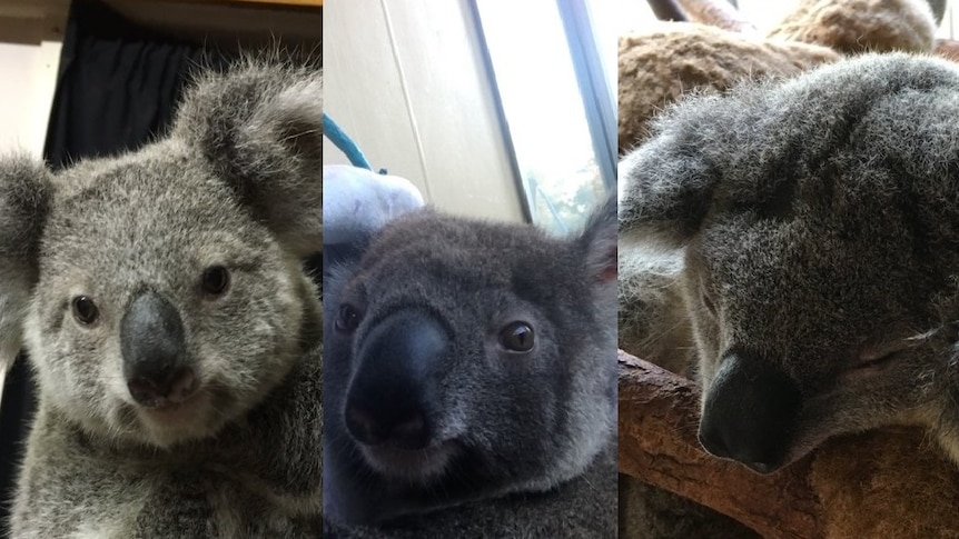 Three Koala joeys taken from Ormiston home.