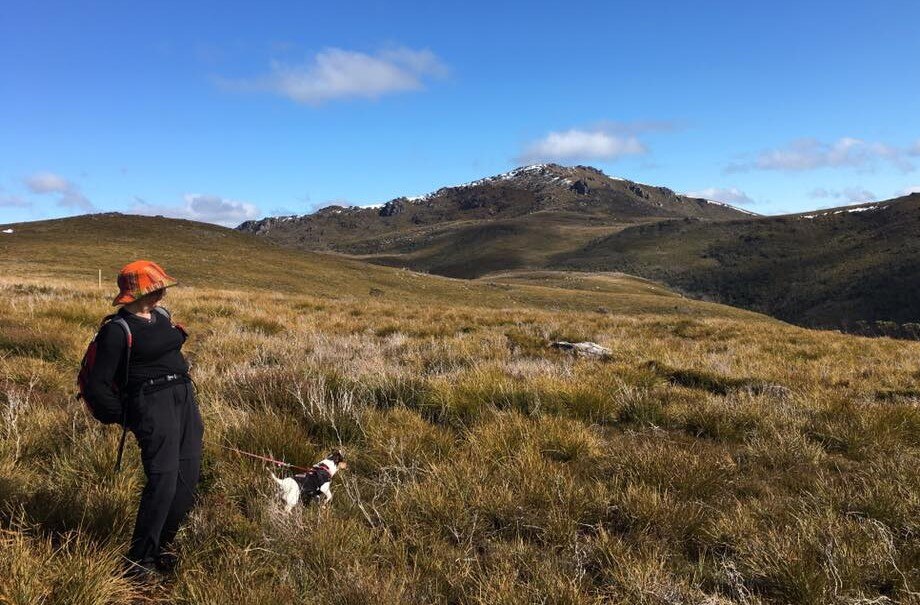 Meet Biscuit, the mountainclimbing miniature fox terrier from Tasmania