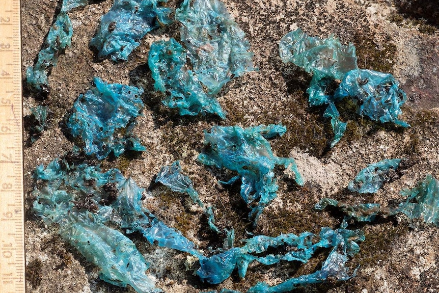 Pieces of dirty blue plastic laid out on concrete