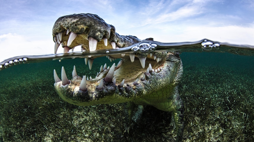 An American saltwater crocodile opens its mouth underwater.