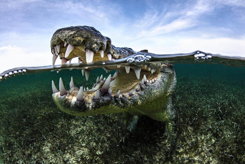 An American saltwater crocodile opens its mouth underwater.