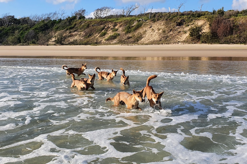 Seven dingoes approach the camera in shallow waves on the beach