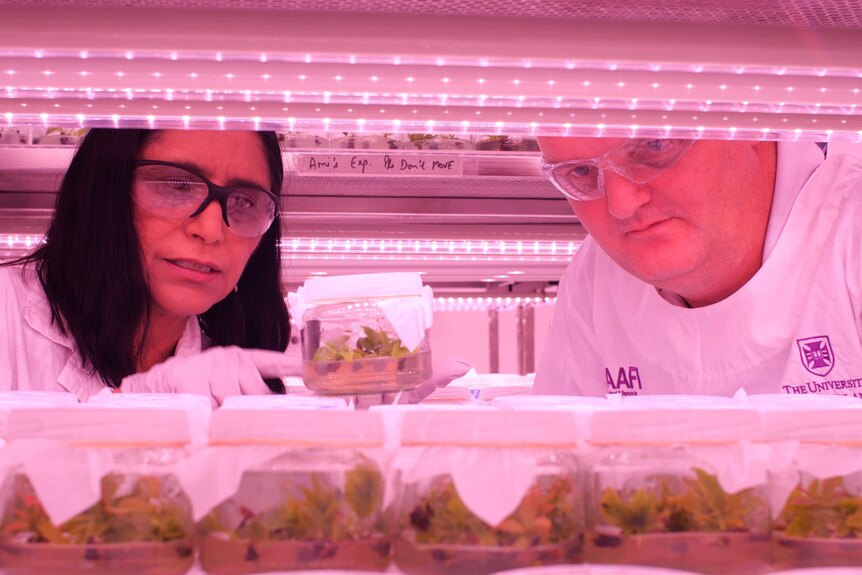 The scientists stare at young plants in a jar inside a lab with weird pink lighting.