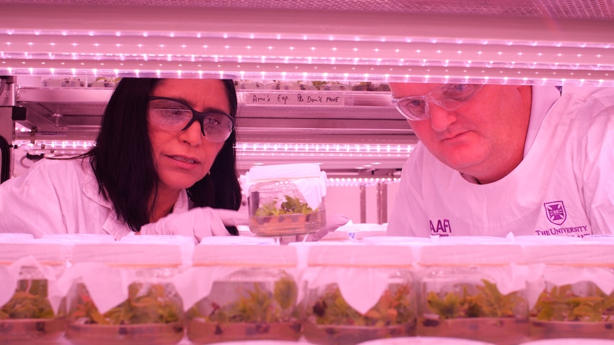 A female and male scientist stare at young plants in a jar inside a lab with pink lighting.
