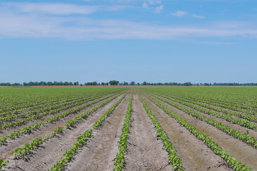 A cotton crop under a bright blue sky. Rows upon rows of early cotton - the plants are still green and very small