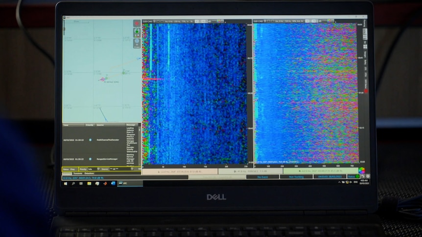 A computer screen shows sonar reading of whale song