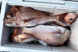 Several large freshly caught red snapper in an esky.  