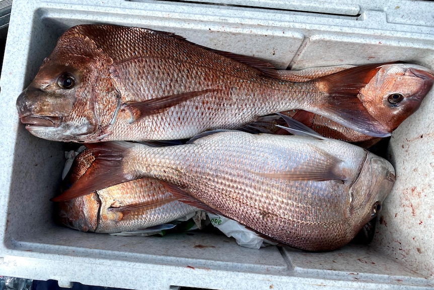 Several large freshly caught red snapper in an esky.  