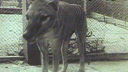 Tasmanian tiger cloning scheme dumped.