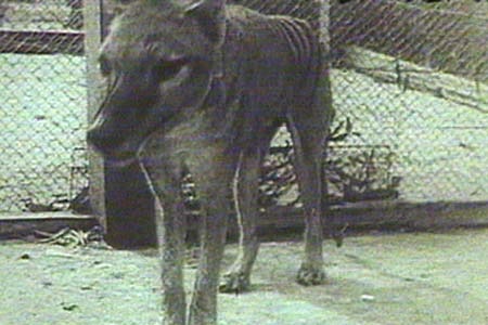 A Tasmanian tiger in an enclosure
