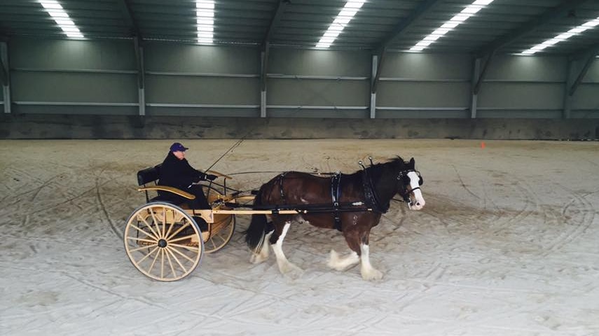 Terri Butler is pulled along in her Amish Meadowbank cart by a Clydesdale