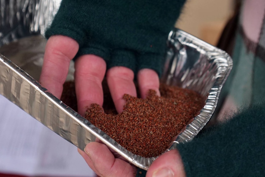 A man puts his hand in a container which contains thousand of tiny ash seeds.