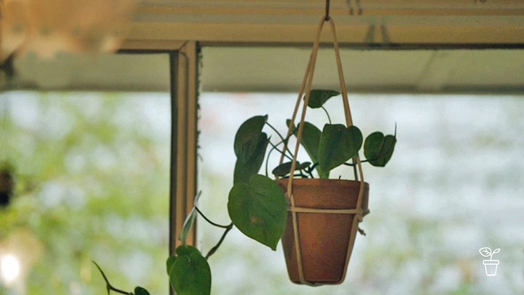 Making a Homemade Hanger - Gardening Australia
