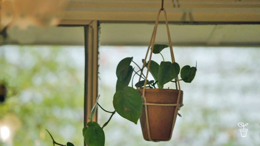 Pot plant hanging indoors in string holder