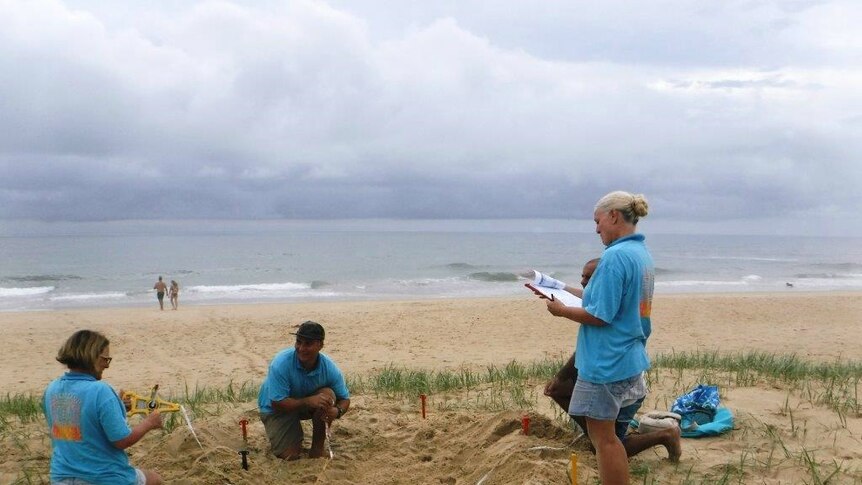 Volunteers on the beach and survey turtle nest.