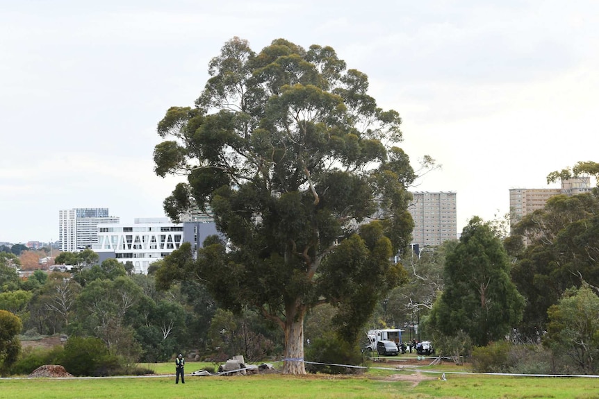 A long shot of a group of logs under a tall tree in a park, with a police officer standing guard.