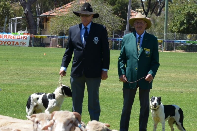 Two men and their dogs stand on a sports oval with sheep