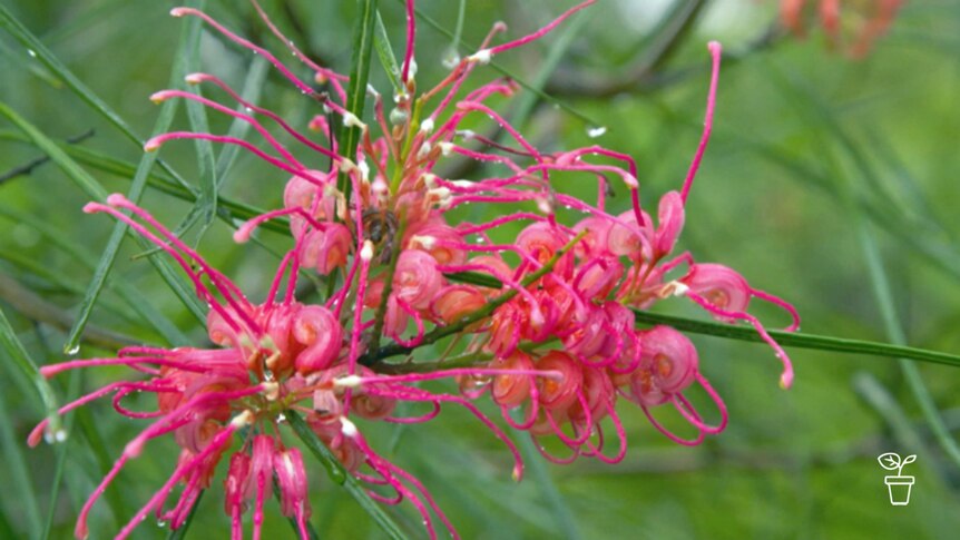 Close up image of pink grevillea flower