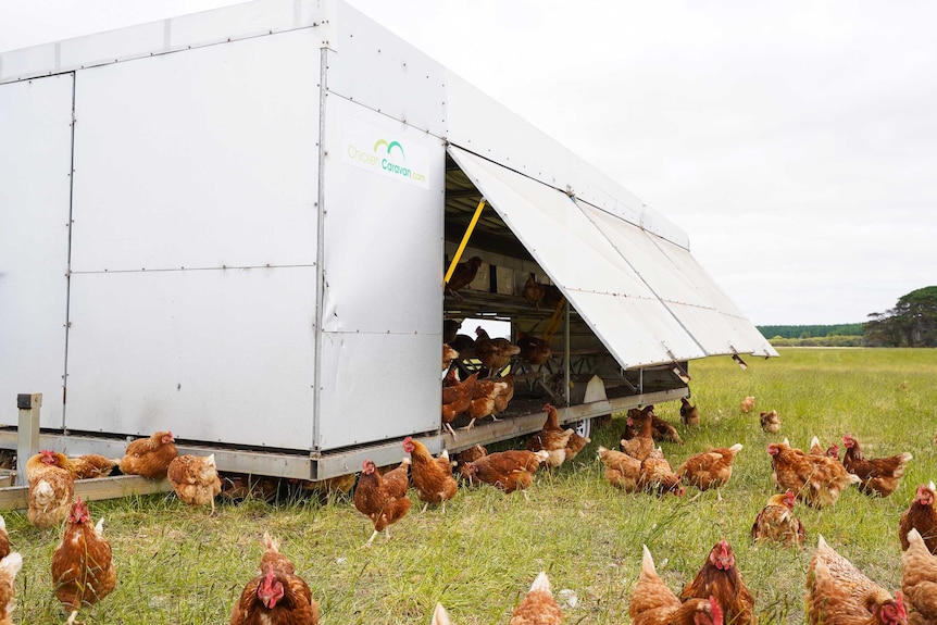 Chicken waddle in and out of a large portable shed (called chicken caravans) on the Brokensha family farm in Eight Mile Creek.