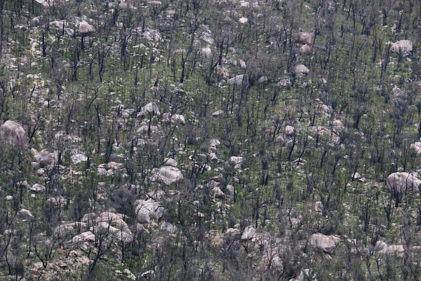 Green grass grows around burnt trees.