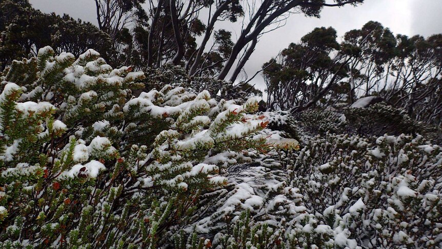 Snow covered alpine plants in Tasmania's Mount Field National Park