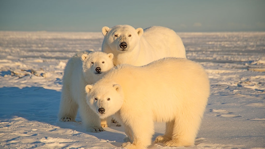Two adult polar bears with a cub.