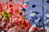 a graphic image of cotton in the field overlaid on a blend of the flags of China and Australia